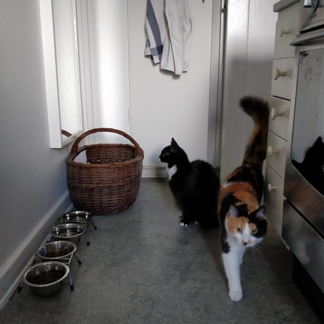 House guests
