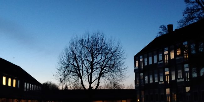 Aftenhimmel, stort træ uden blade