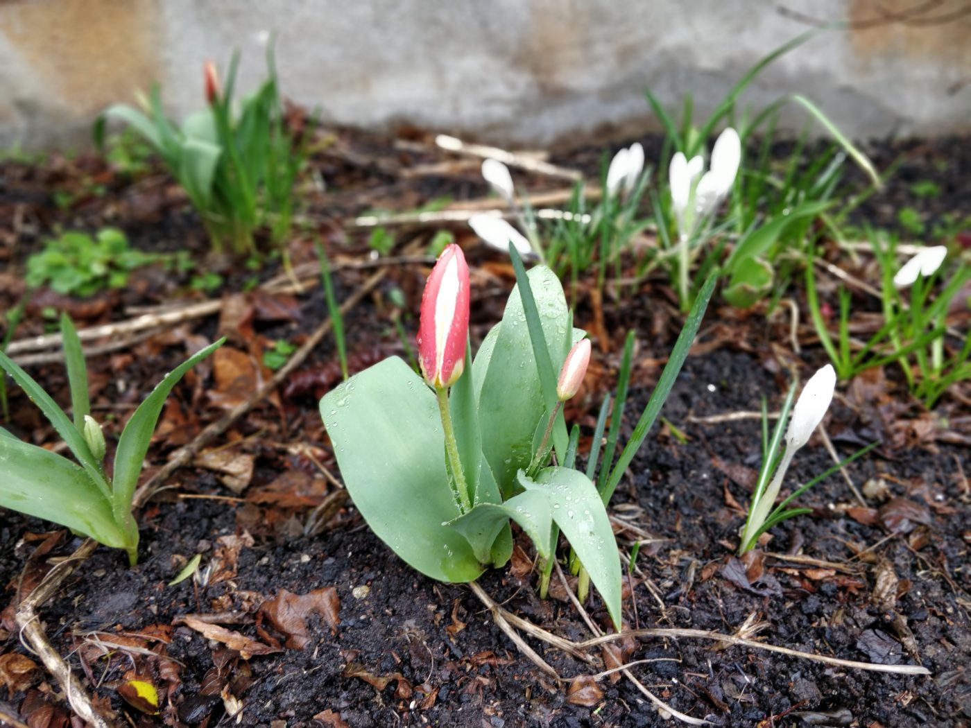 Tulipaner og krokus, der er sprunget ud allerede i februar måned.