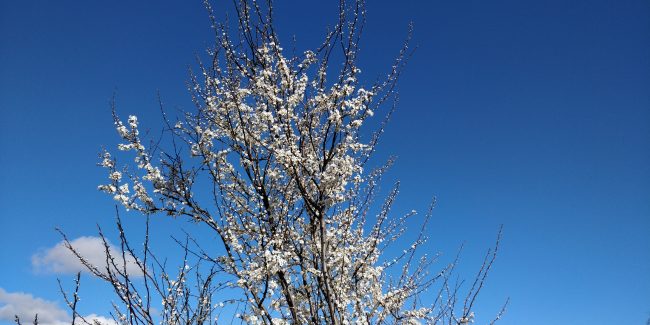 Blå himmel, lammeskyer og et træ med hvide blomster.