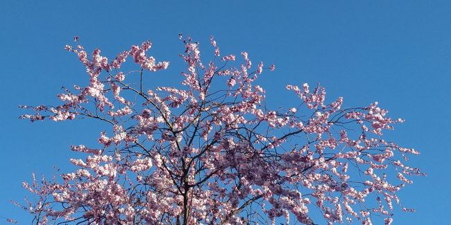 Blå himmel og et træ med lyserøde blomster