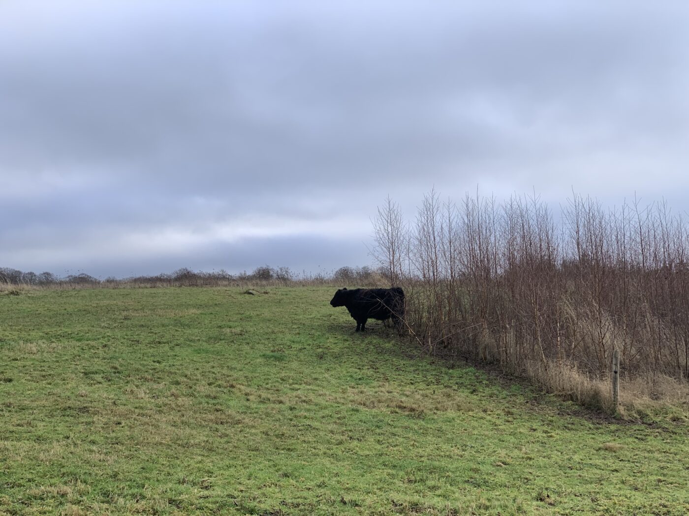 En tyrekalv står med bagdelen i læ på en vindblæst mark.