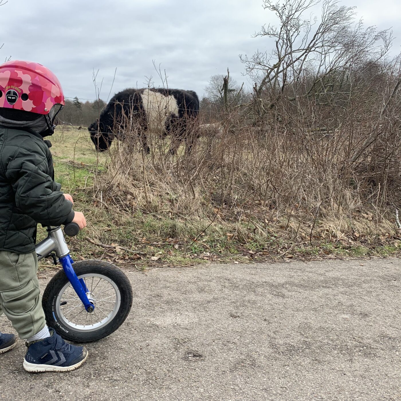 Anakin på løbecykel og en af Dexter-køerne på overdrevet.
