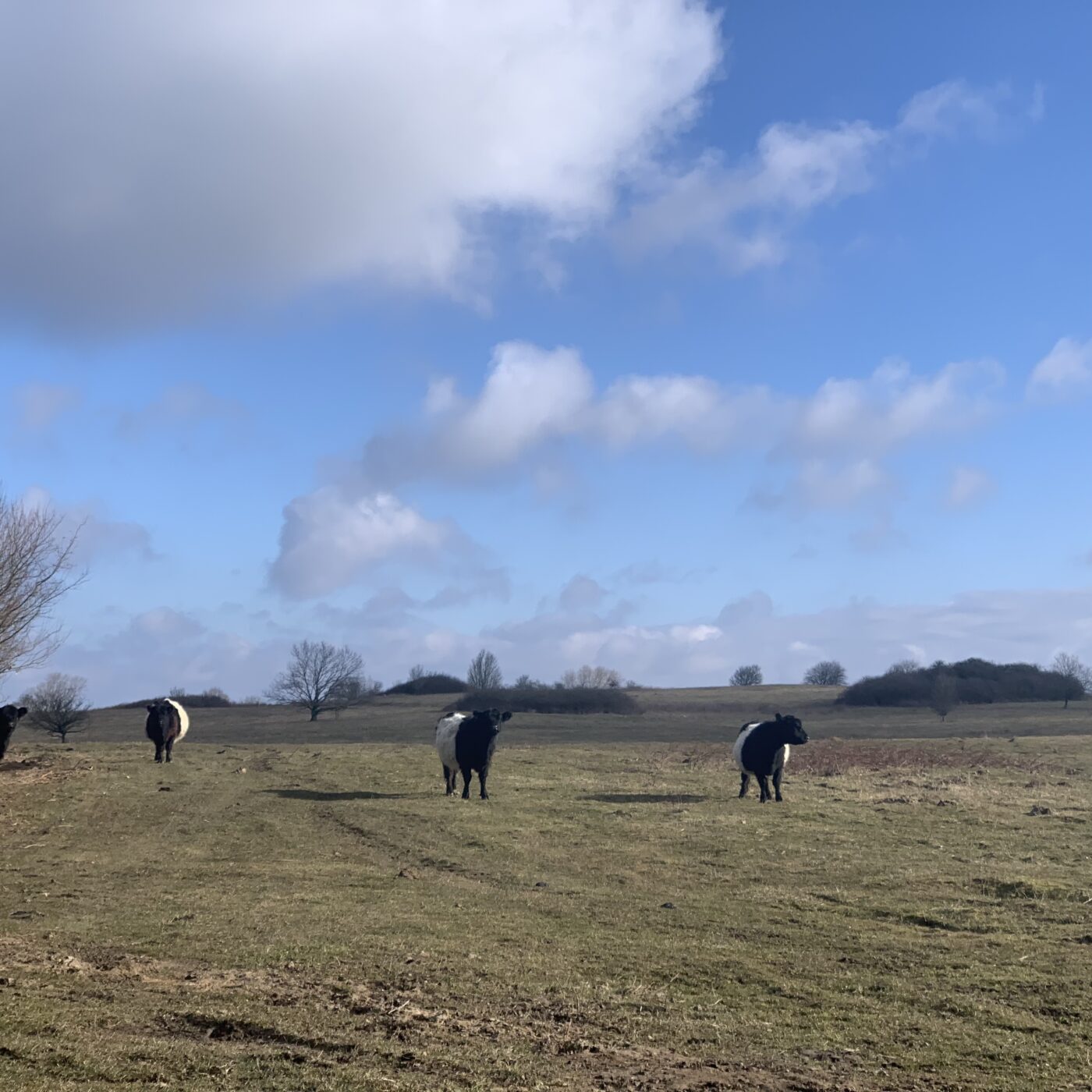 Tre (og en halv) ko står på en eng ved Kulsbjerg øvelsesterræn. Der er blå himmel og hvide skyer og solskin.