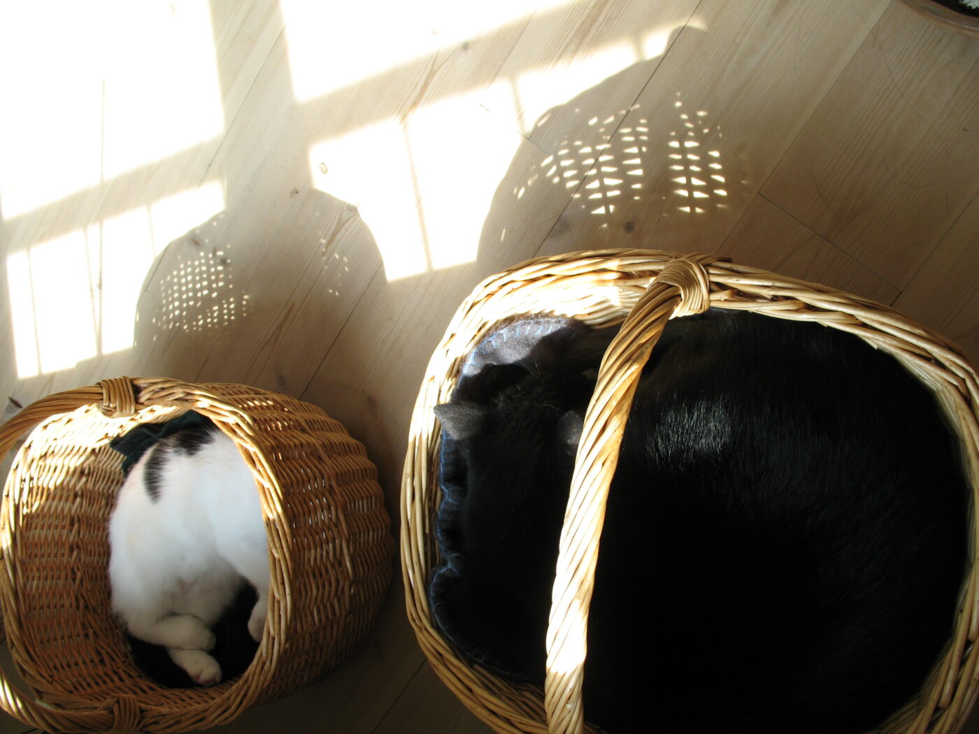 2 sovende katte ligger i hver sin kurv i solen.