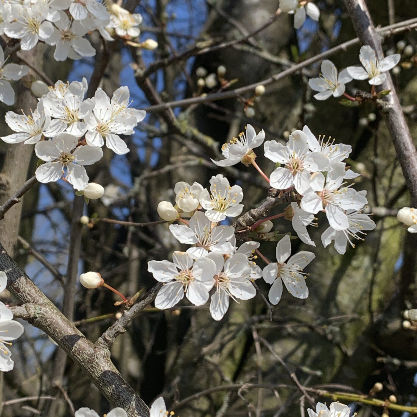 Blomstrende mirabelletræ