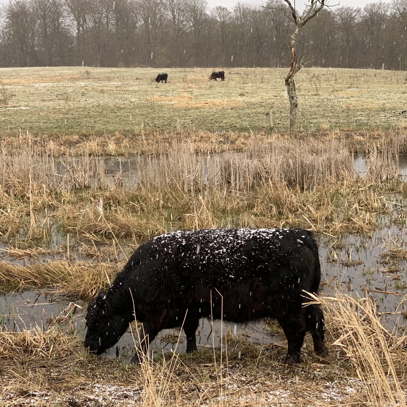 Sort Dexter-kvæg står på en eng i haglvejr.