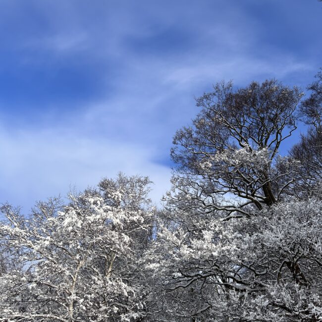 Blå himmel og bare træer dækket af sne
