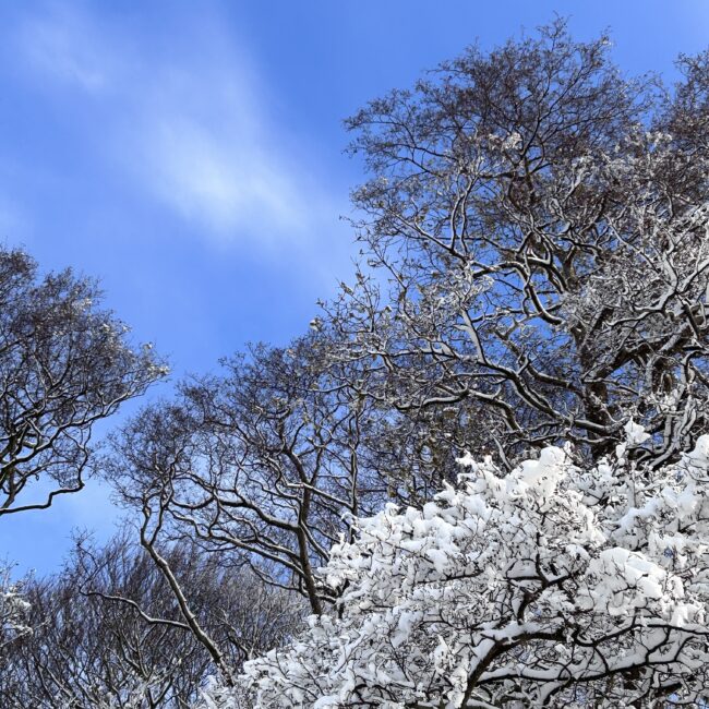 Blå himmel og bare træer dækket af sne
