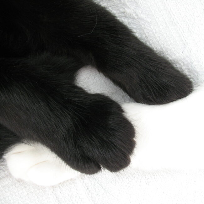 Paws