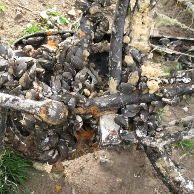Shell bike