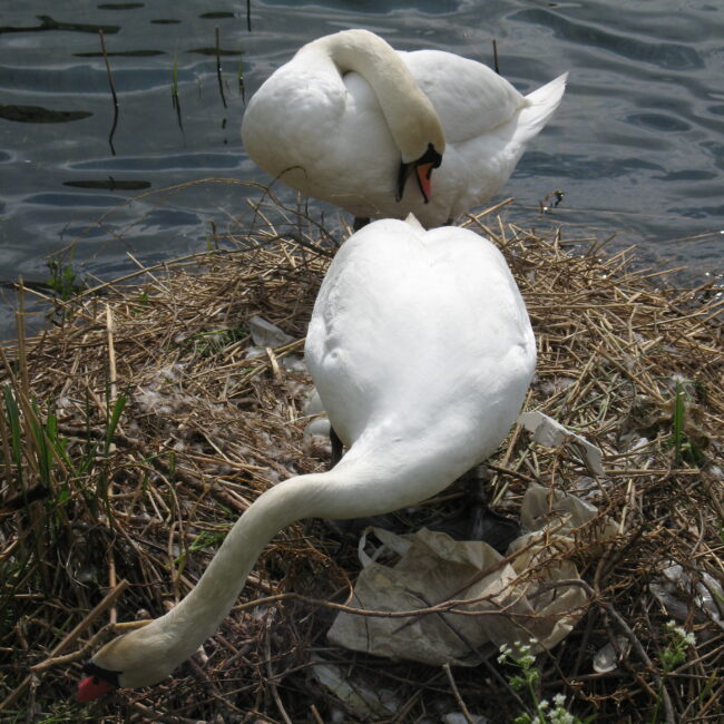 Swans