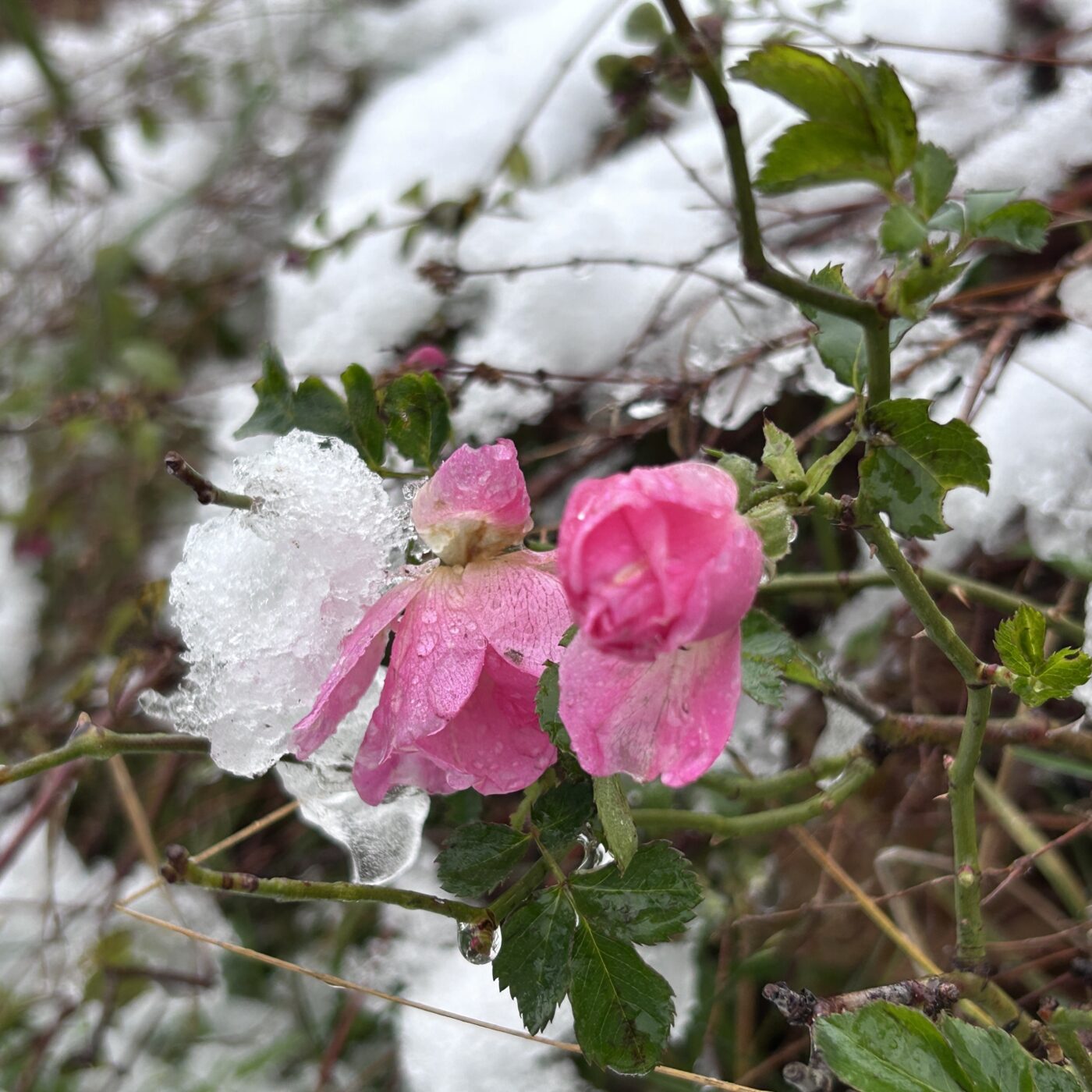En snedækket busk med nyudsprungen pink rose.