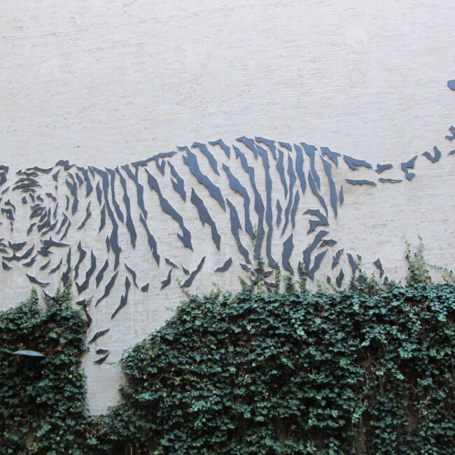 Backyard Tiger