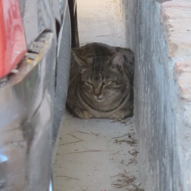 In between a car and a hard place