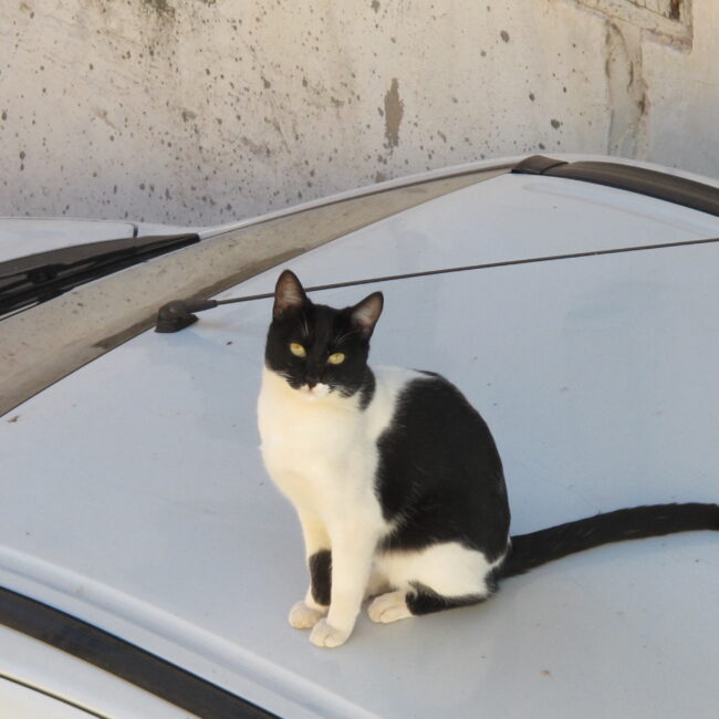 Morning cat