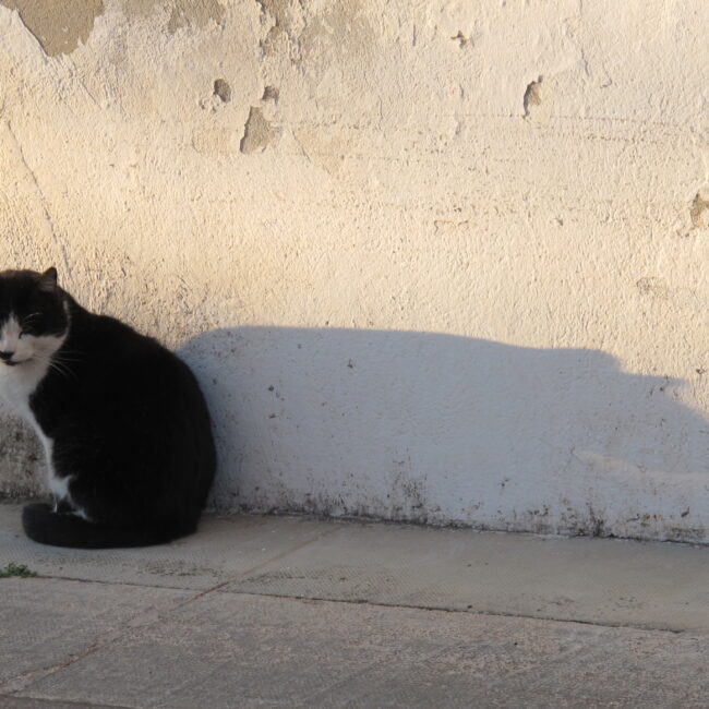 Fed kat, bred skygge