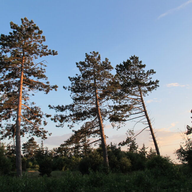 Vestenvind