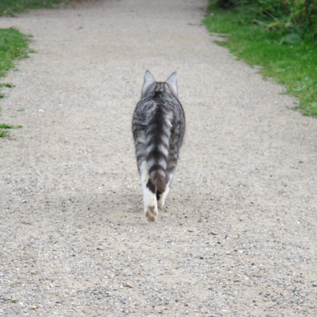 Lille kat