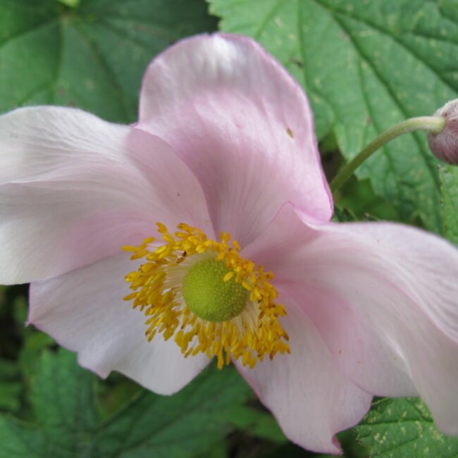 Still in bloom